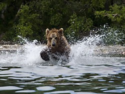 «Медвежье царство и горячая земля: Юг Камчатки» 7 дней 
